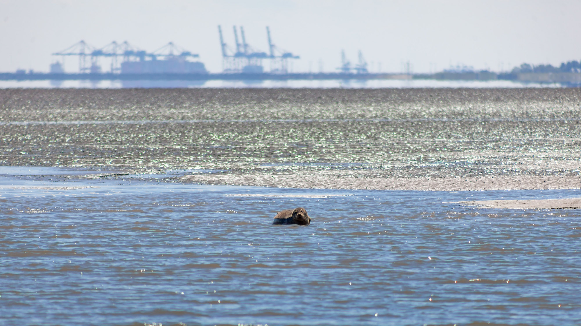 Robbe im Nationalpark Niedersächsisches Wattenmeer
